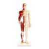 Modello anatomico corpo umano maschile 60 cm